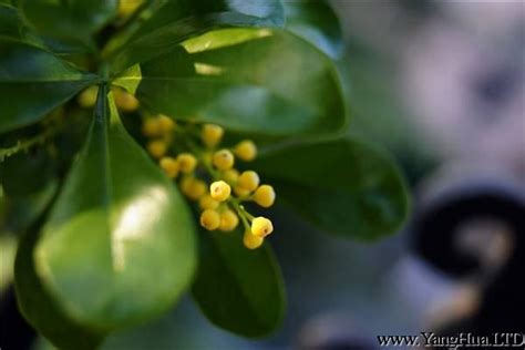 米蘭花花語|米蘭花的花語